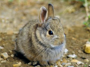 Adult Eastern Cottontail