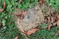 Rabbit nest