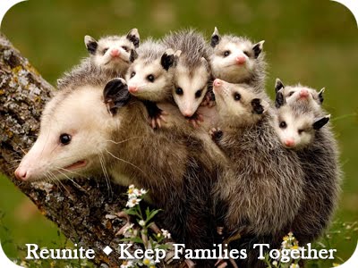 Reunite opossums