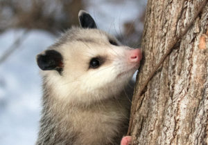 opossum adult