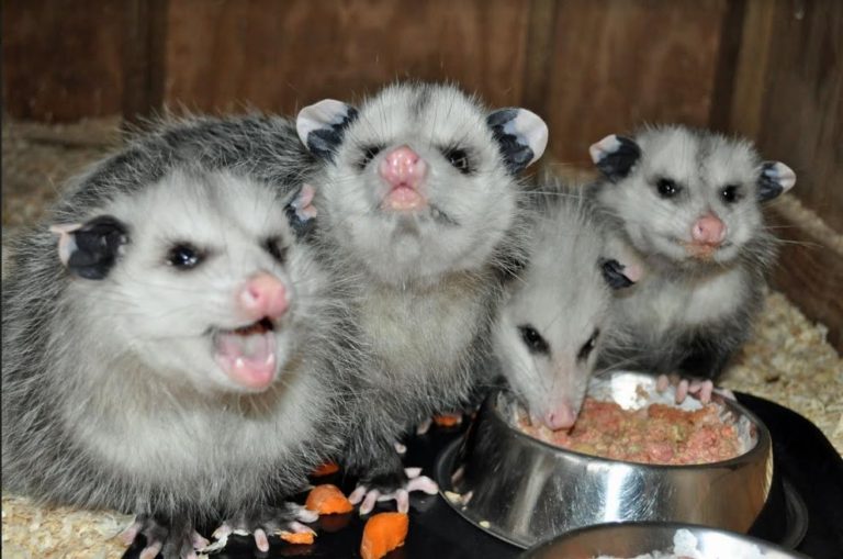 opossum adults