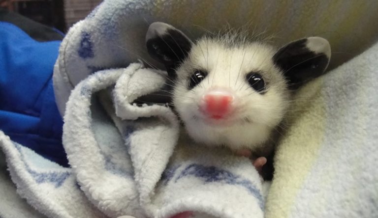 opossum kid