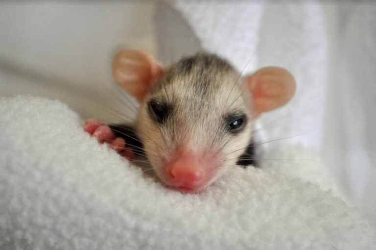 baby opossum