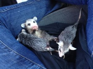 orphaned opossums