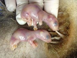 opossum embryos