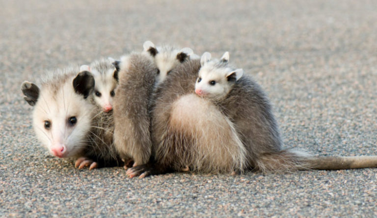 opossum Mom