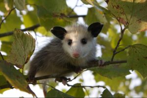 old enough baby opossum
