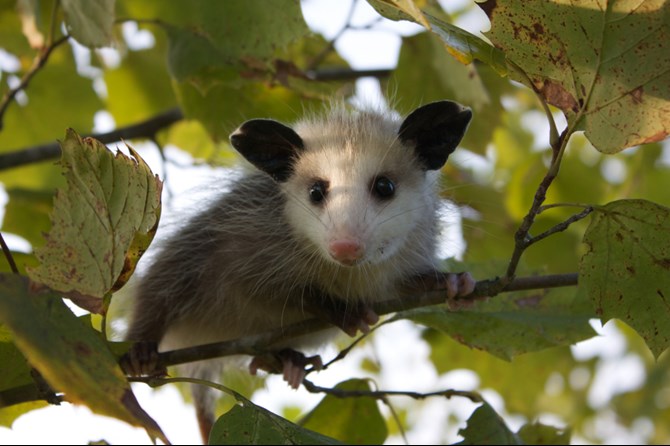 Help A Baby Opossum - CWRA