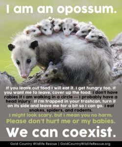opossum flyer