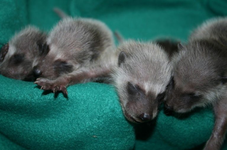 baby raccooons