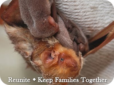keep bat families together