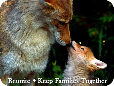 keep fox families together