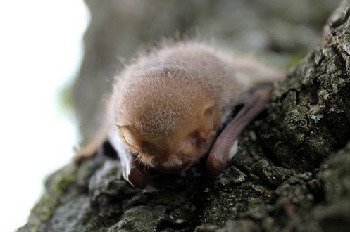 I need help with a BAT - CWRA