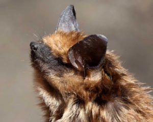 curiously sniffing brown bat