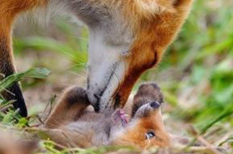 baby and mom fox
