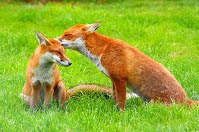 fox parents