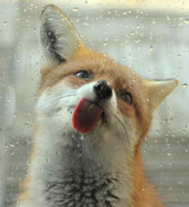 fox licking window