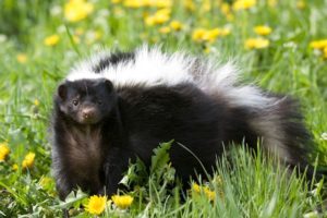 adult skunk