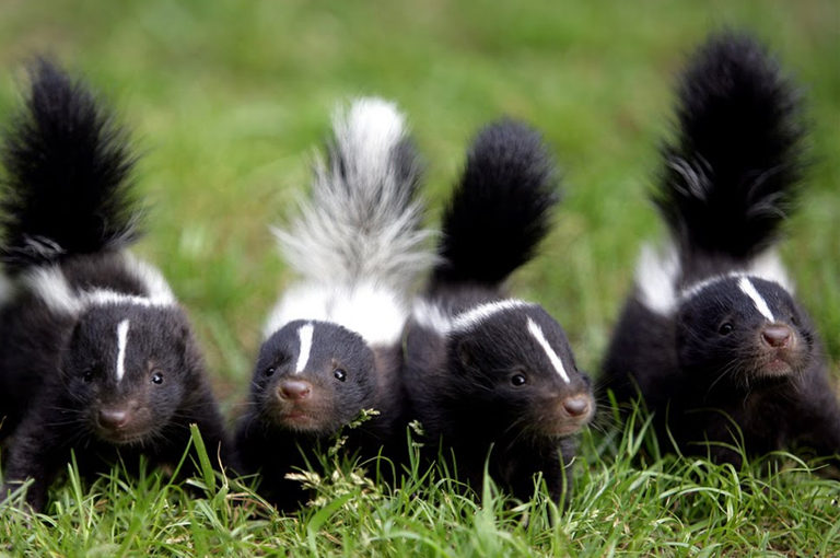 toddler skunks
