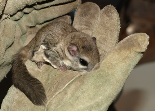 Native or Exotic: Flying Squirrel