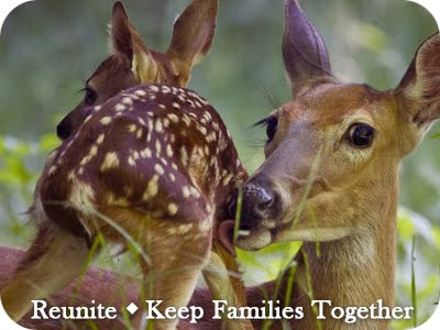 Help A Baby Deer/Fawn - CWRA