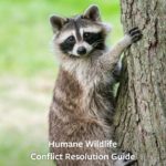 Humane Conflict Resolution Guide