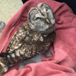 A barred owl who was poisoned and treated at A Place Called Hope.