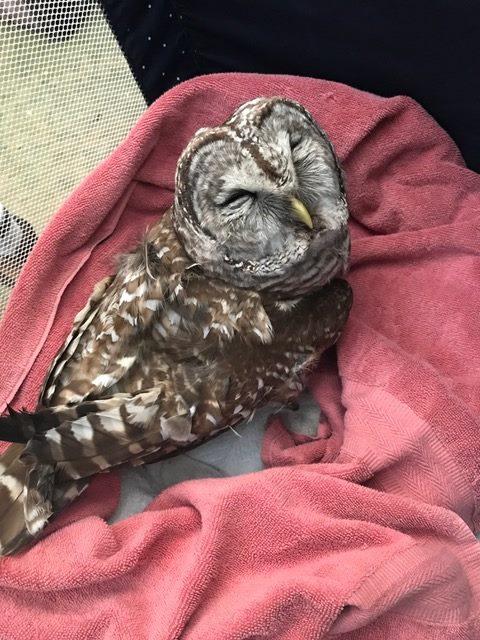 A barred owl who was poisoned and treated at A Place Called Hope.