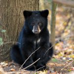 Young bear sitting at the base of a tree