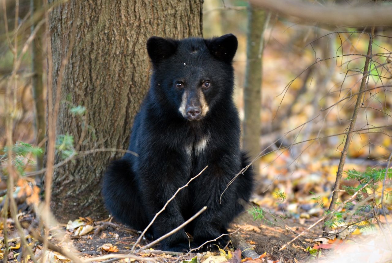 Young bear sitting at the base of a tree