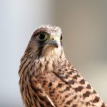 young falcon