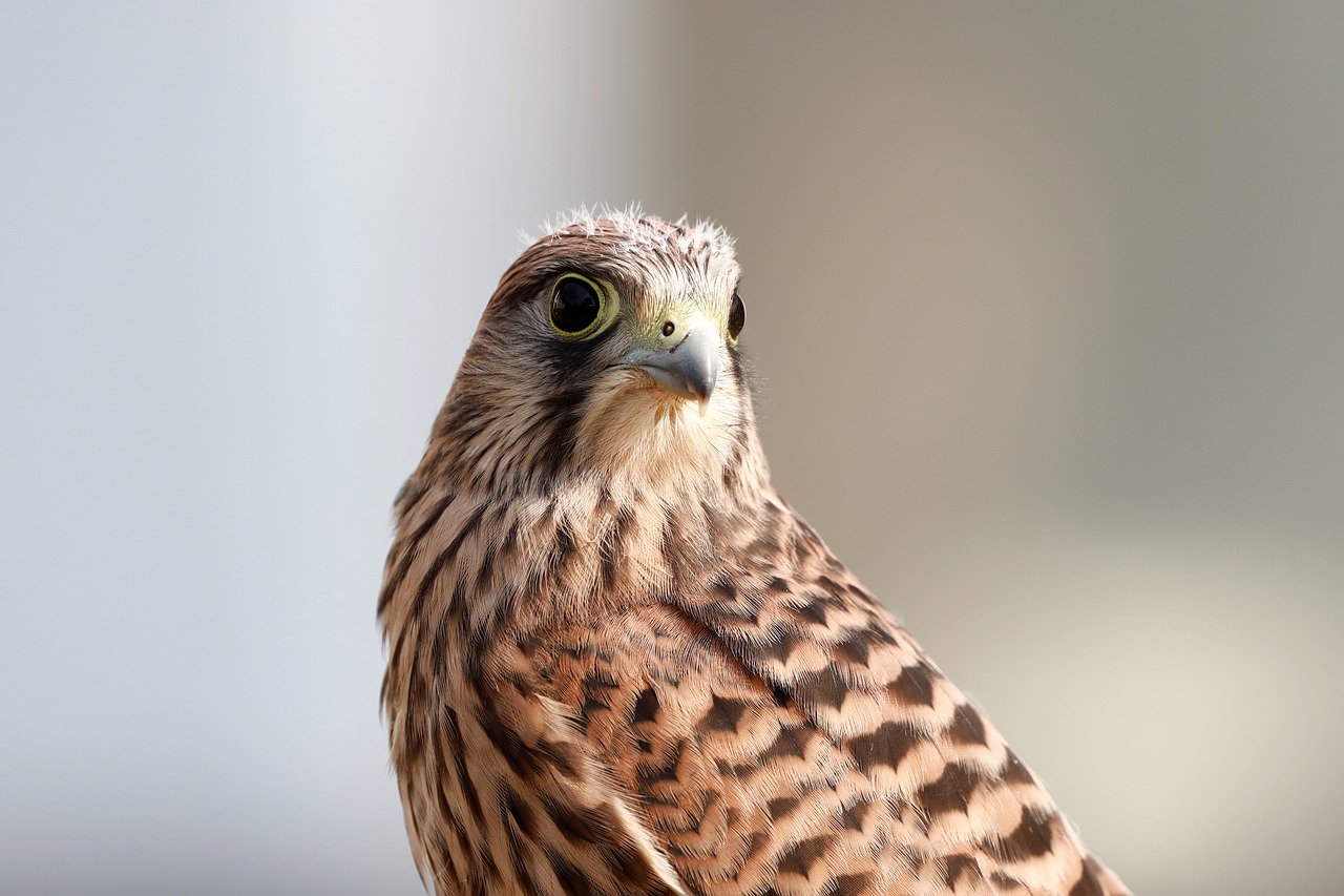 young falcon