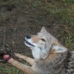 bloody leghold trap on coyote looking to photographer for help to free his/her broken paw.