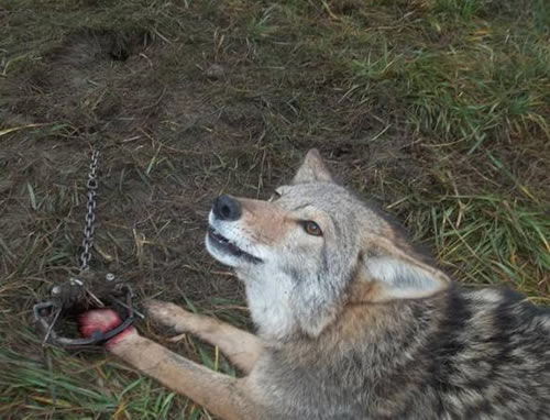 bloody leghold trap on coyote looking to photographer for help to free his/her broken paw.