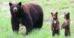 Bear Cub Bills Action Alert!