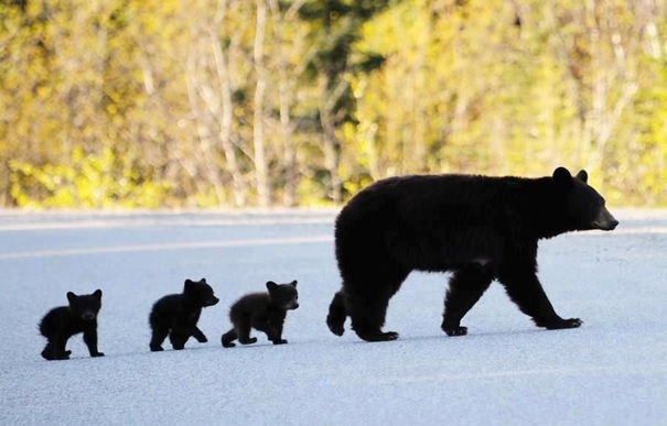 mother bear with three cubs following her