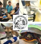 Wildlife Course for Veterinarians