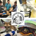 NEWC wildlife patient care