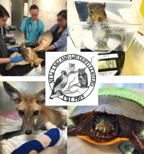 NEWC wildlife patient care