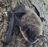 Eastern small-footed bat (photo: Sean Stevens)