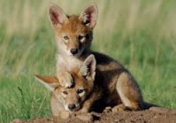 coyote-pups