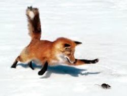 fox-food